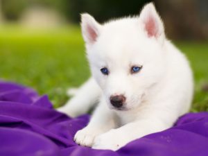 Top wallpaper husky puppy 4k Download