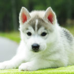 Top wallpaper husky puppy HD Download