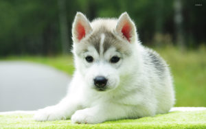 Top wallpaper husky puppy HD Download