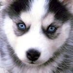 Top wallpaper husky puppy 4k Download