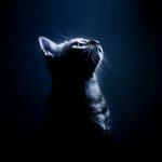 Top warrior cats wallpaper 4k Download