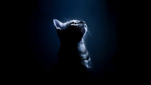 Top warrior cats wallpaper 4k Download