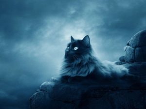 Download warrior cats wallpaper HD