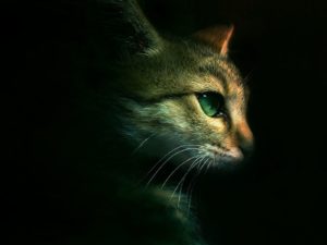 Top warrior cats wallpaper 4k Download