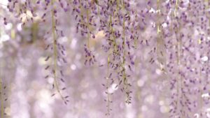 Download wisteria background HD