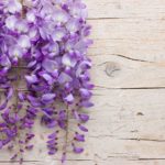 Top wisteria background HD Download