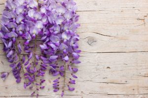 Top wisteria background HD Download