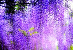 Top wisteria background HD Download