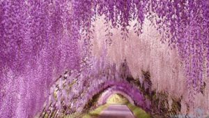 Download wisteria background HD