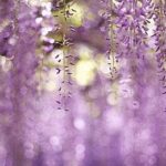 Top wisteria background HD Download
