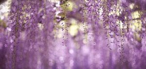 Top wisteria background HD Download