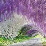 Download wisteria background HD