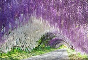 Download wisteria background HD