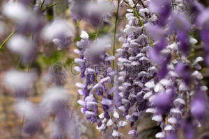 Download wisteria background HD