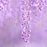 Top wisteria background Download