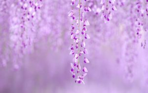 Top wisteria background Download