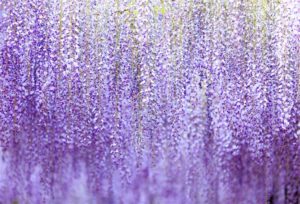 Top wisteria background HD Download