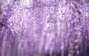 Download wisteria background HD