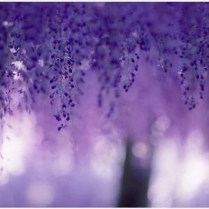 Download wisteria background HD