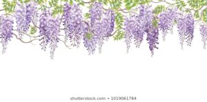 Top wisteria background free Download