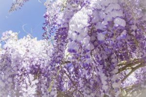 Top wisteria background 4k Download