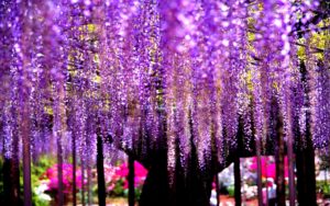 Top wisteria background 4k Download