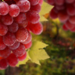 Top red grapes wallpaper 4k Download