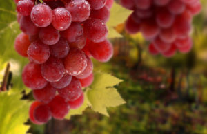 Top red grapes wallpaper 4k Download