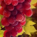 Top red grapes wallpaper HD Download