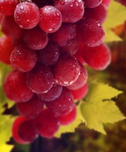 Top red grapes wallpaper HD Download