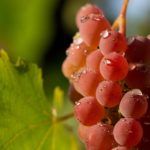 Download red grapes wallpaper HD