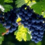 Download red grapes wallpaper HD