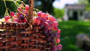 Top red grapes wallpaper 4k Download