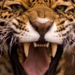 jaguar angry leopard predator wallpapers teeth animal gambar close backgrounds jaguars colmillos cheetah whiskers mostrando cats face roar animals 1080p