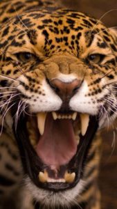 jaguar angry leopard predator wallpapers teeth animal gambar close backgrounds jaguars colmillos cheetah whiskers mostrando cats face roar animals 1080p