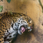 jaguars jaguar animals angry wallpapers