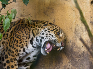 jaguars jaguar animals angry wallpapers