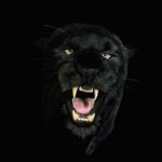 panther angry wallpapers desktop animal eyes downloads spirit