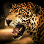 panther angry wallpapers photoshd wallpapersafari marvel