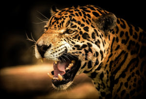 panther angry wallpapers photoshd wallpapersafari marvel