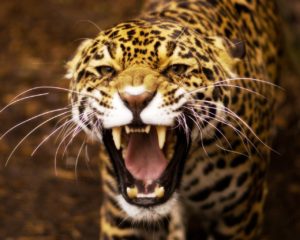 jaguar leopard animals angry closeup jaguars animal wallpapers desktop background cat jorge borges escritura dios luis panther eskipaper