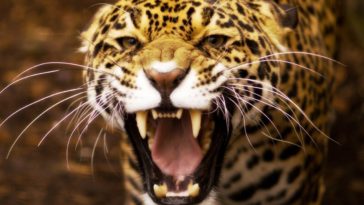 jaguar leopard animals angry closeup jaguars animal wallpapers desktop background cat jorge borges escritura dios luis panther eskipaper