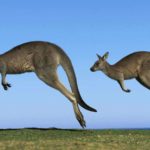 kangaroo wallpapers australia cool canada 1237 2048 hdwallpaper9 hdwallpaper nu