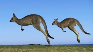 kangaroo wallpapers australia cool canada 1237 2048 hdwallpaper9 hdwallpaper nu