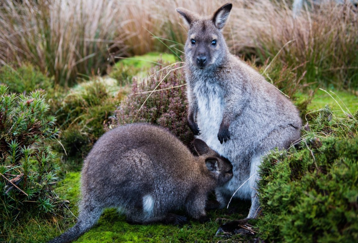 kangaroo cool wallaby desktop wallpapers calf moss imagebank biz background format