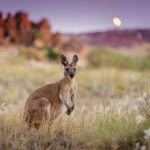 kangaroo australia wallpapers background animals island wildlife sky horizon field computer grass animal kenguru sea desktop mammals landscape kb marsupial