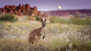 kangaroo australia wallpapers background animals island wildlife sky horizon field computer grass animal kenguru sea desktop mammals landscape kb marsupial