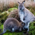 kangaroo cool wallaby desktop wallpapers calf moss imagebank biz background format
