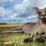 kangaroo background wallpapers 2880 1800 pixels