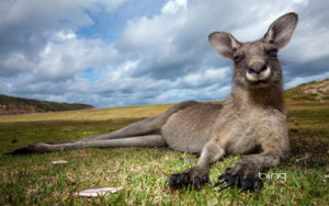 kangaroo background wallpapers 2880 1800 pixels